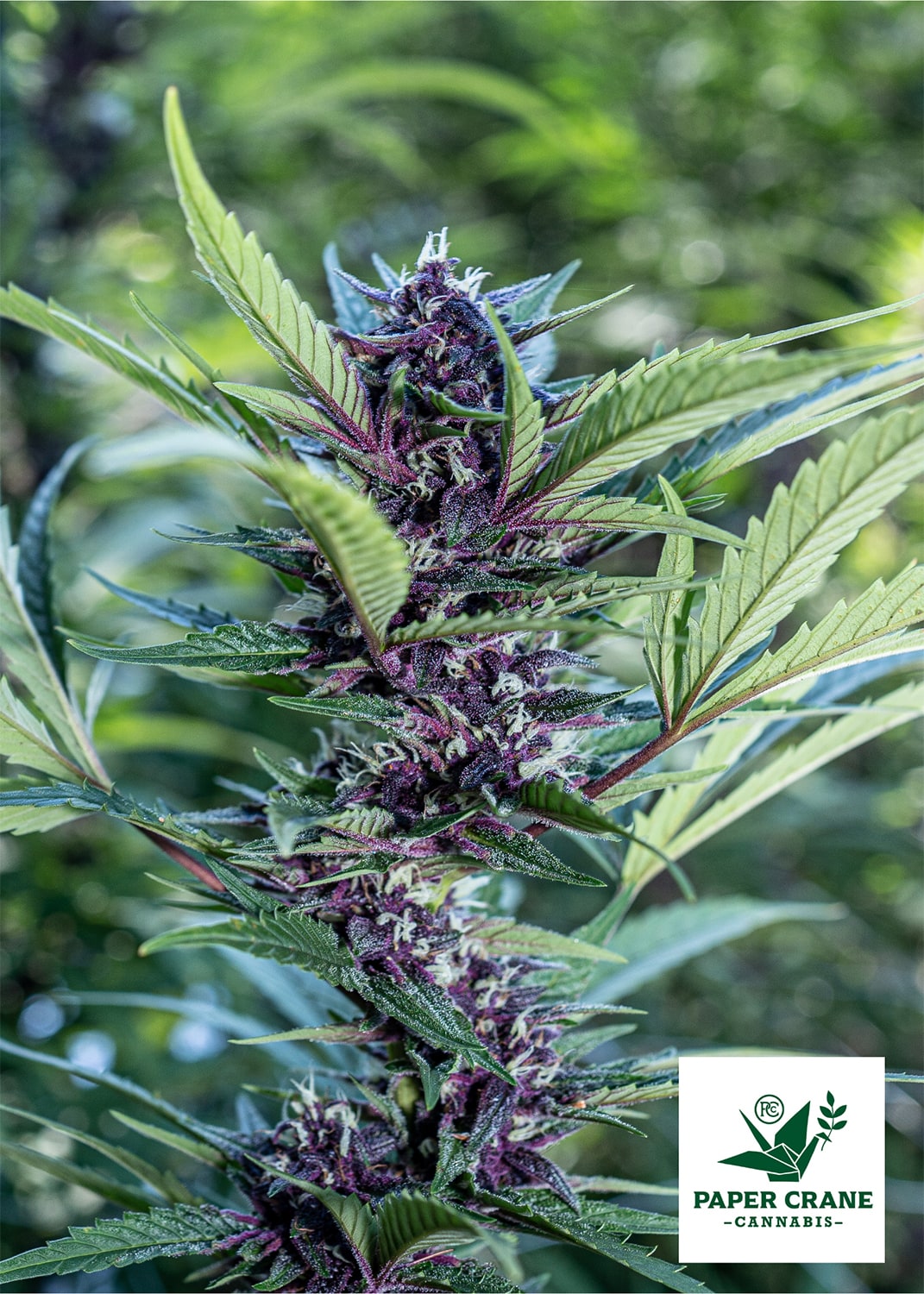 Paper Crane Cannabis Purple Flower